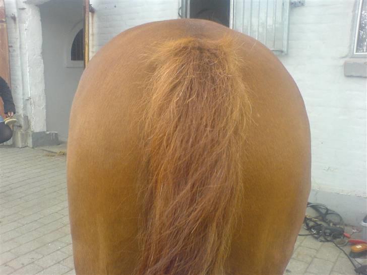 Anden særlig race Robin  - Når enden er god er alt ting godt billede 10