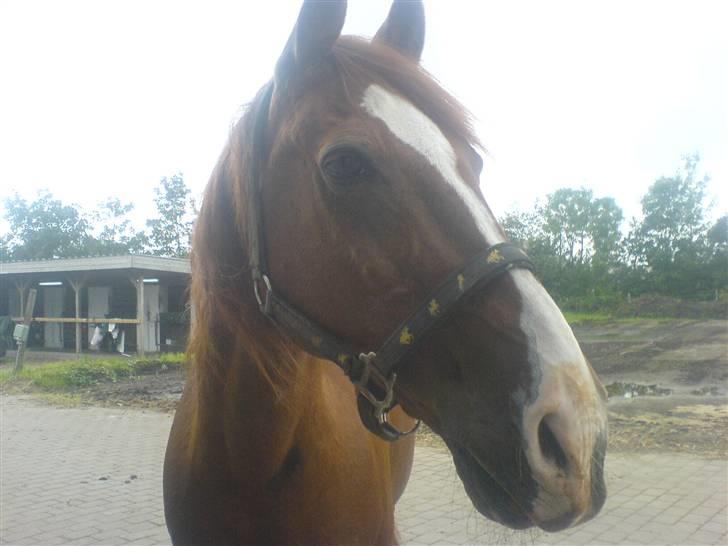 Anden særlig race Robin  billede 11