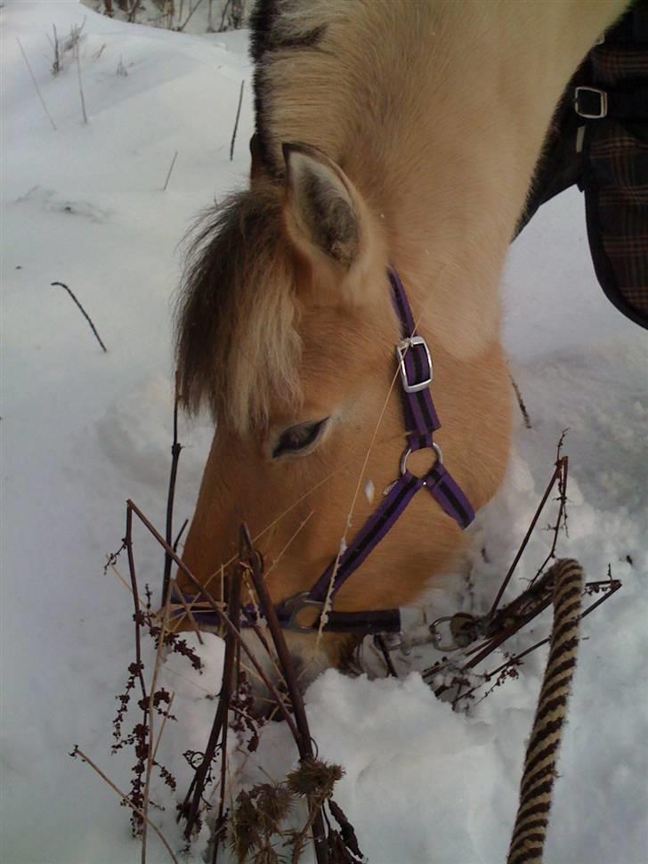 Fjordhest Karamel (solgt) billede 4