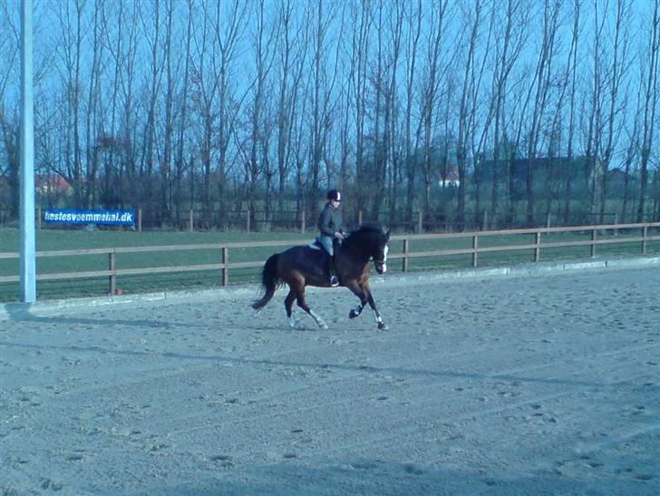 DSP Ringo - Træning udendørs, 29 Mar 2009 billede 10