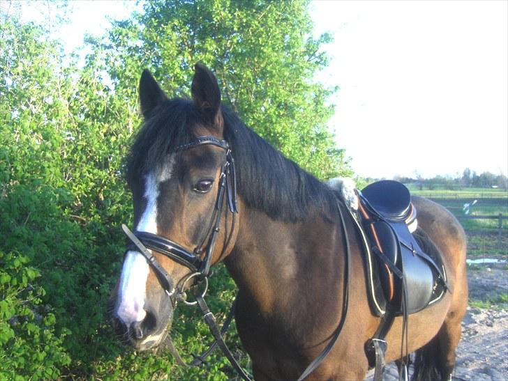 DSP Ringo - Ringo, sommer 2010 billede 11