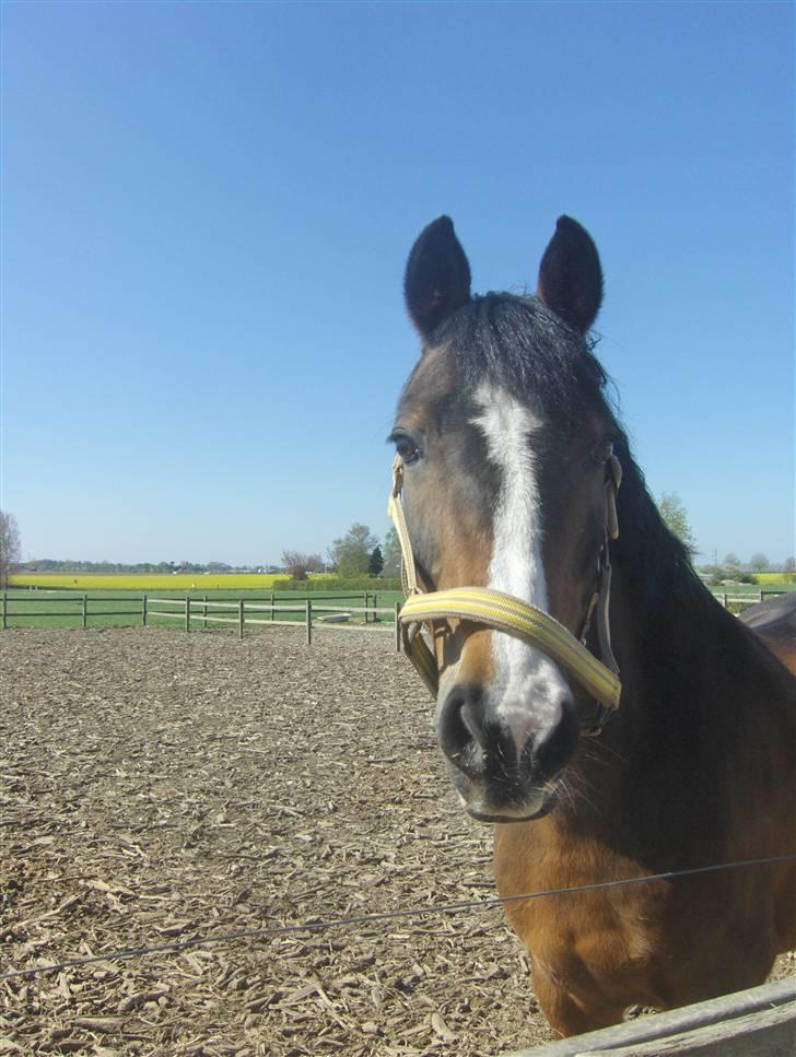 DSP Ringo - Ringo på fold, 1 Maj 2009 billede 14