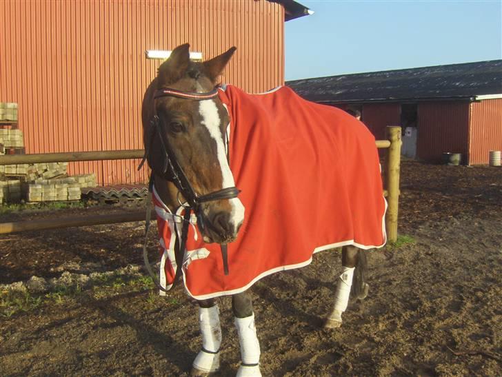 DSP Ringo - Stævne på NSRK, 20 Dec 2008 billede 16