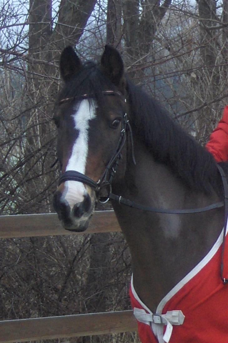 DSP Ringo - Smukke Ringo, 31 Dec 2008 billede 17