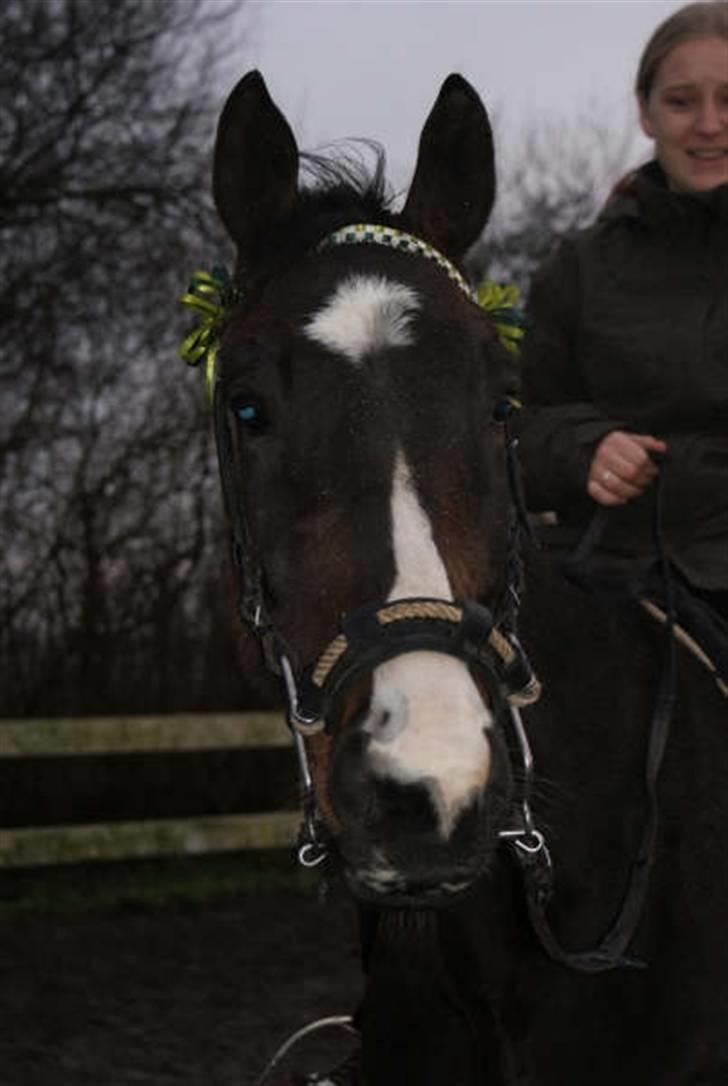 Fuldblod (XX) Regal Prime R.I.P  - Nyt, regal og jeg tager os sammen til at lave lidt:-) billede 7