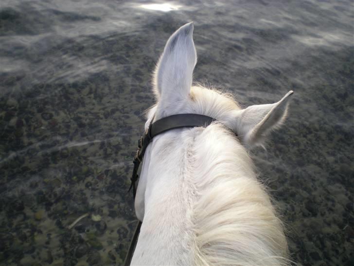 Anden særlig race Silver Moon - På tur til stranden :) Fotograf: Mig (oppe på Sille) billede 12