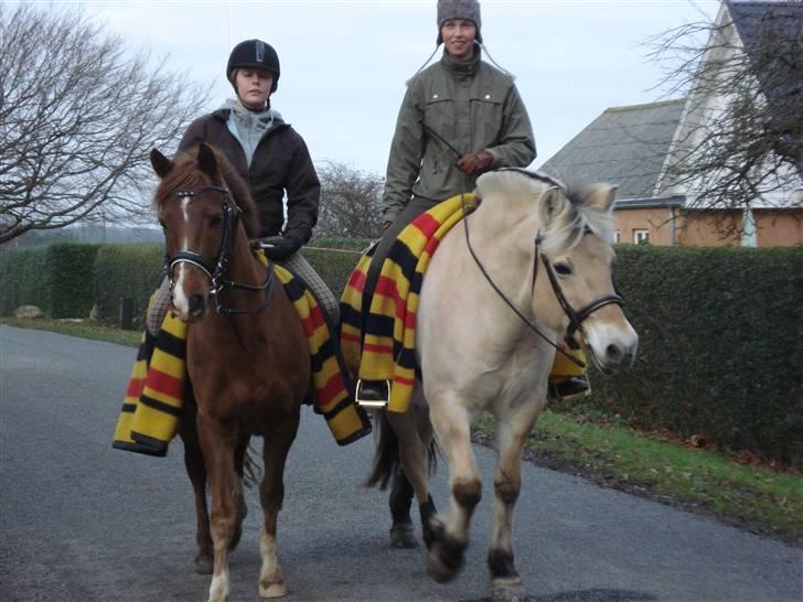 New Forest pinocchio   - Mig på Pinochio og Line på Lotus , ude og ride tur .. billede 19