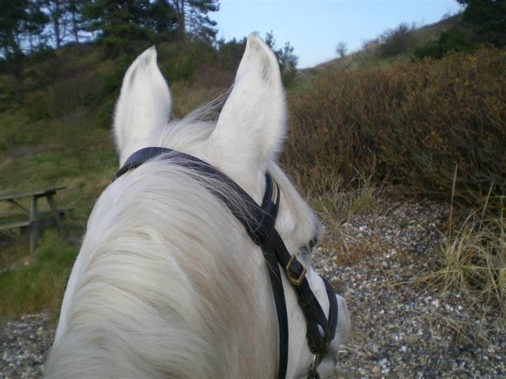 Anden særlig race Silver Moon - Sille og mig på tur til stranden igen :D Fotograf: Mig (oppe på Sille) billede 16