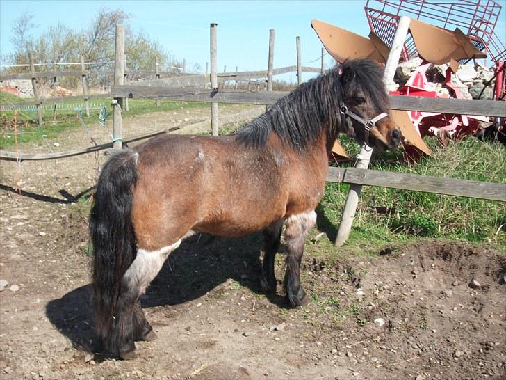 Shetlænder † Bakkegårdens Faster † - 23/4 10: Smukke Faster nyder foråret:-) billede 11