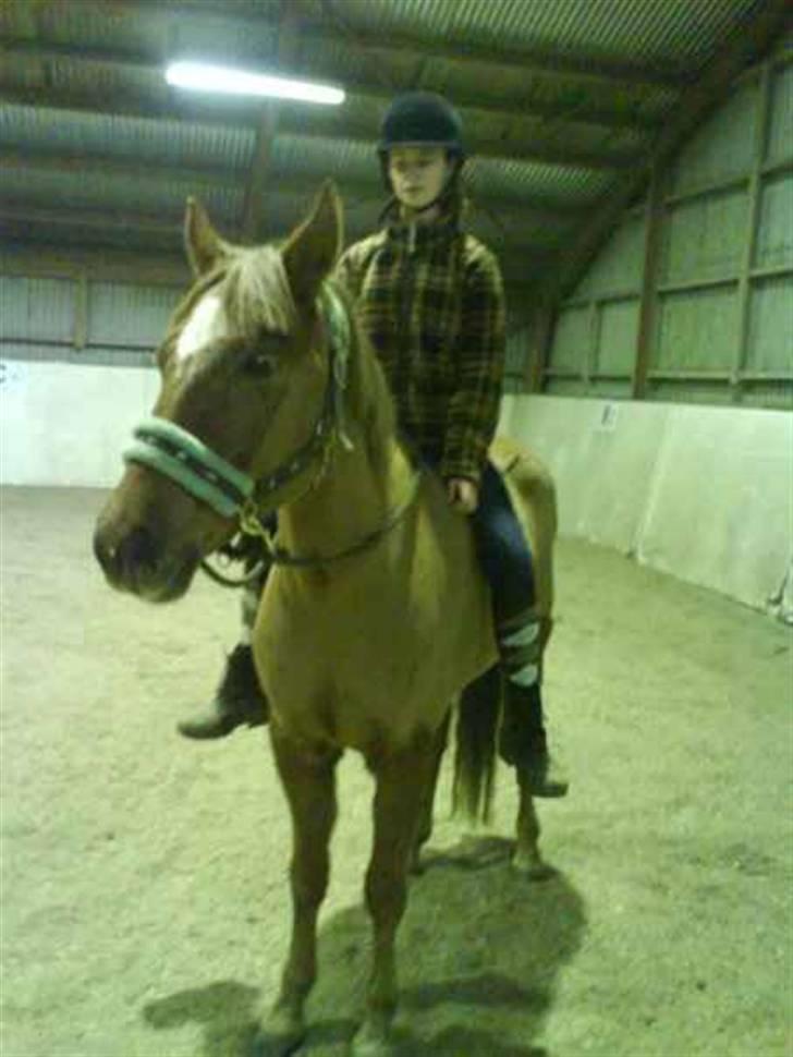 Anden særlig race avelon "solgt" - mig og bavelon billede 16