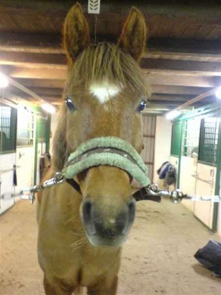 Anden særlig race avelon "solgt" - uhh min dejlige lille skat billede 17