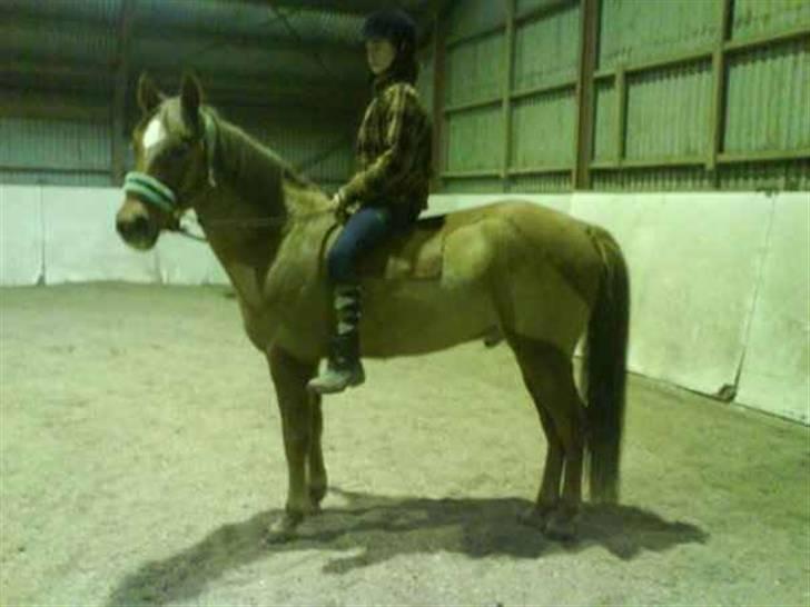 Anden særlig race avelon "solgt" - så fin man er.  billede 18