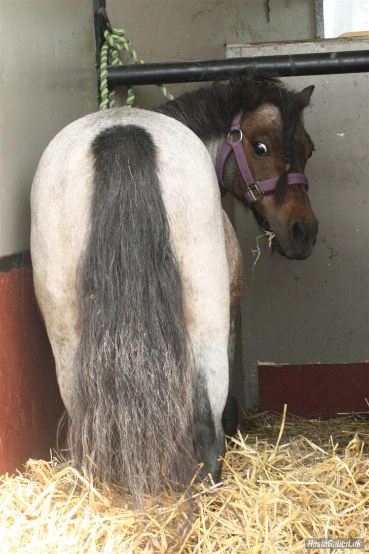 Shetlænder † Bakkegårdens Faster † - Faster på vej til sit nye hjem:-) Foto Katrine O billede 12