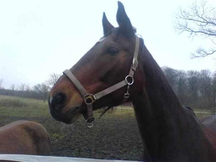 Svensk Varmblod missouri R.I.P. - putte-pigen på fold billede 8