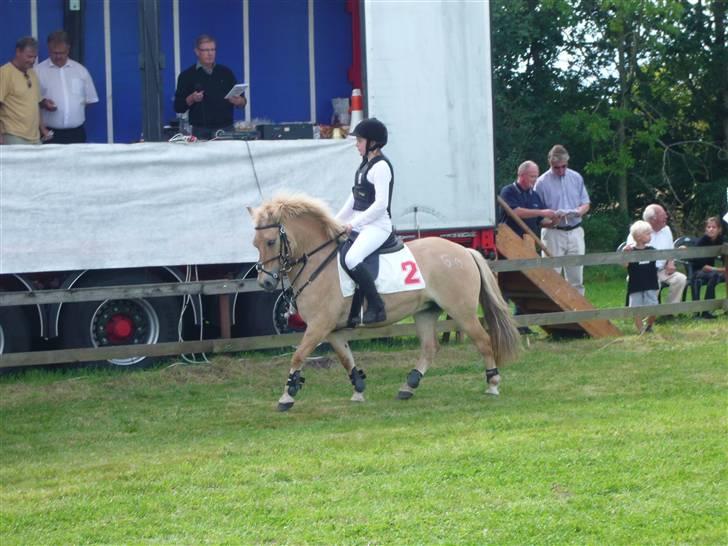 Anden særlig race Golden Dancer - Solgt - PANDRUP VÆDDELØB 2009 vinder af løb 8! - Foto: Rikke billede 13
