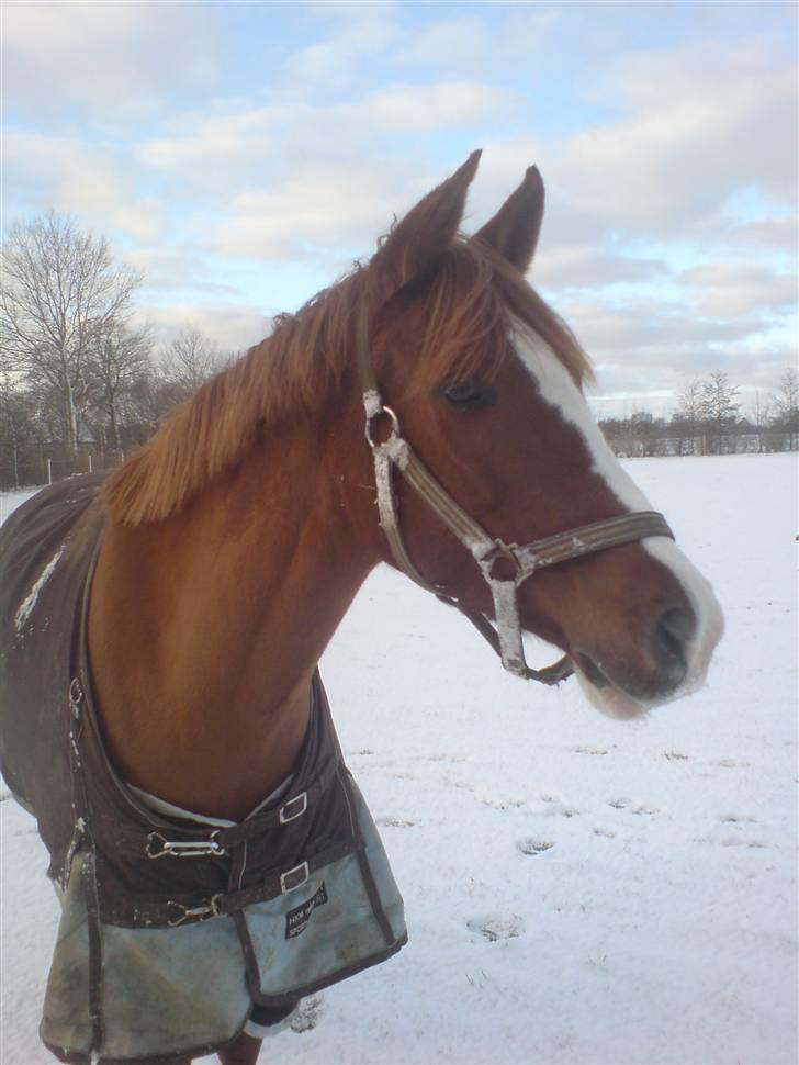 Anden særlig race Beauty- Min søsters pony  billede 16