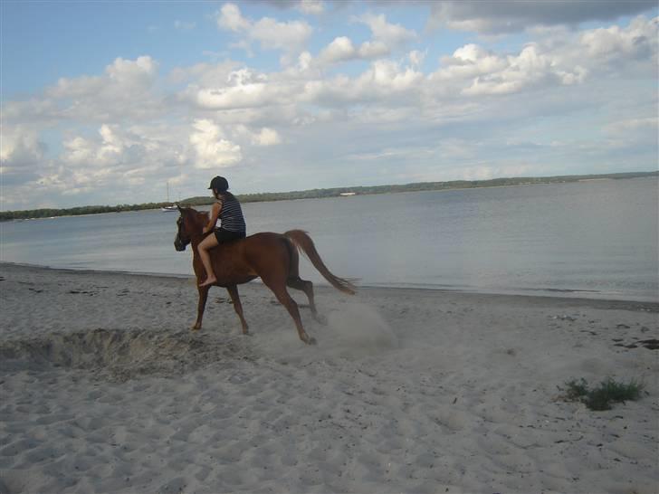 Anden særlig race Miss Mabel I ILU I - Mabel du er den mest perfekte pony ! *; Galop hen ad stranden i solnedgangen *;<33 billede 13