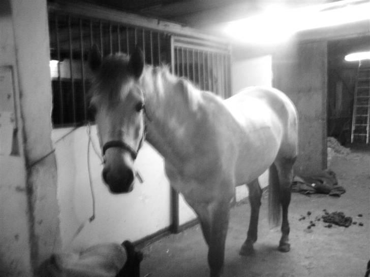 Connemara Nygaards Kisser - Klippet :D NYT billede 18