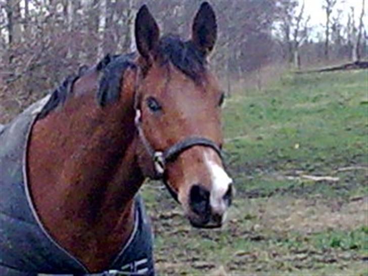 Dansk Varmblod Saxo Søndergård(R.I.P!) - Mega godt billede! Bare dårlig kalitet/: billede 15