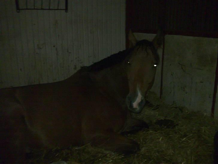 Dansk Varmblod Saxo Søndergård(R.I.P!) - ´´ Gå jeg sover´´!(: billede 16