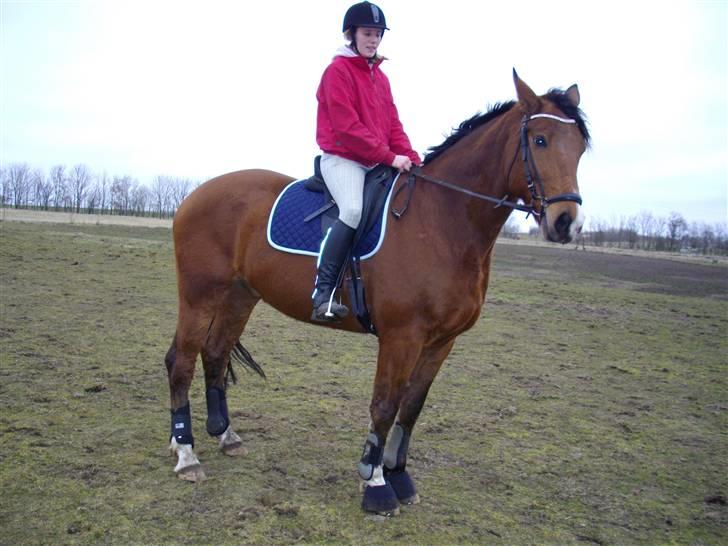 Dansk Varmblod Saxo Søndergård(R.I.P!) - Hvad er det?? hmm billede 17