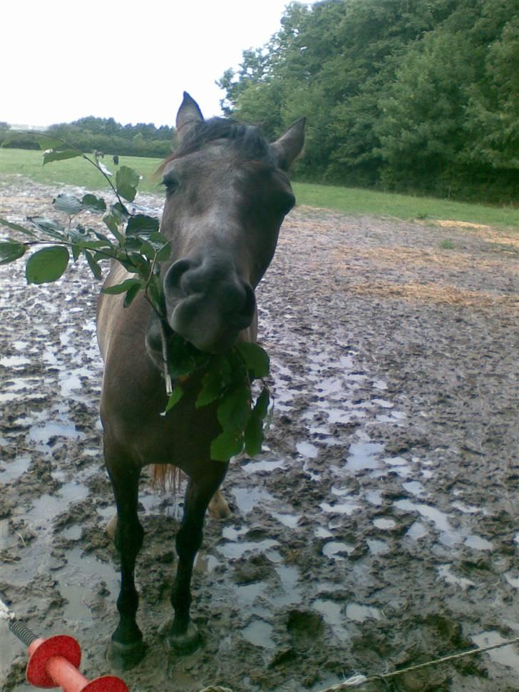 Anden særlig race Chili billede 1