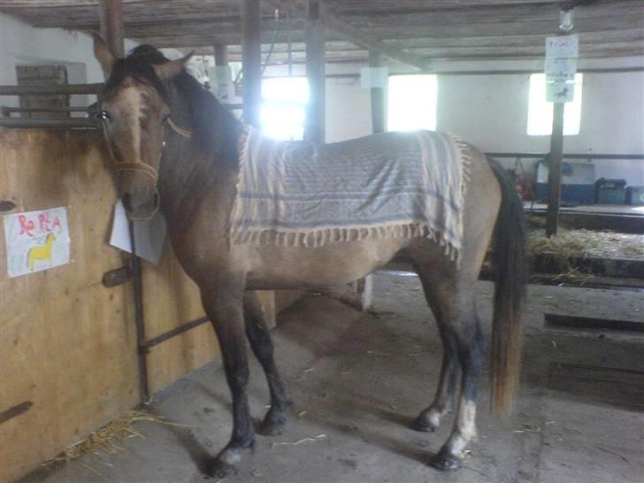 Anden særlig race Chili billede 3