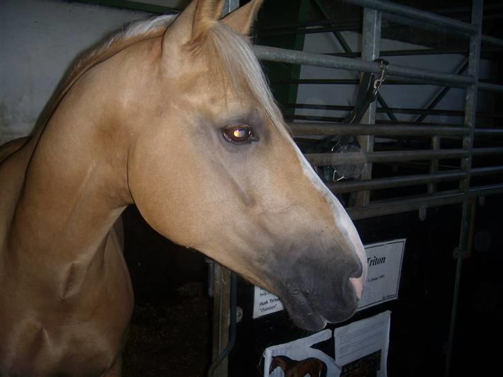 Palomino Golden Casanova (Himmelhest) - Smukke på ride-academy uge 32-2009 billede 12