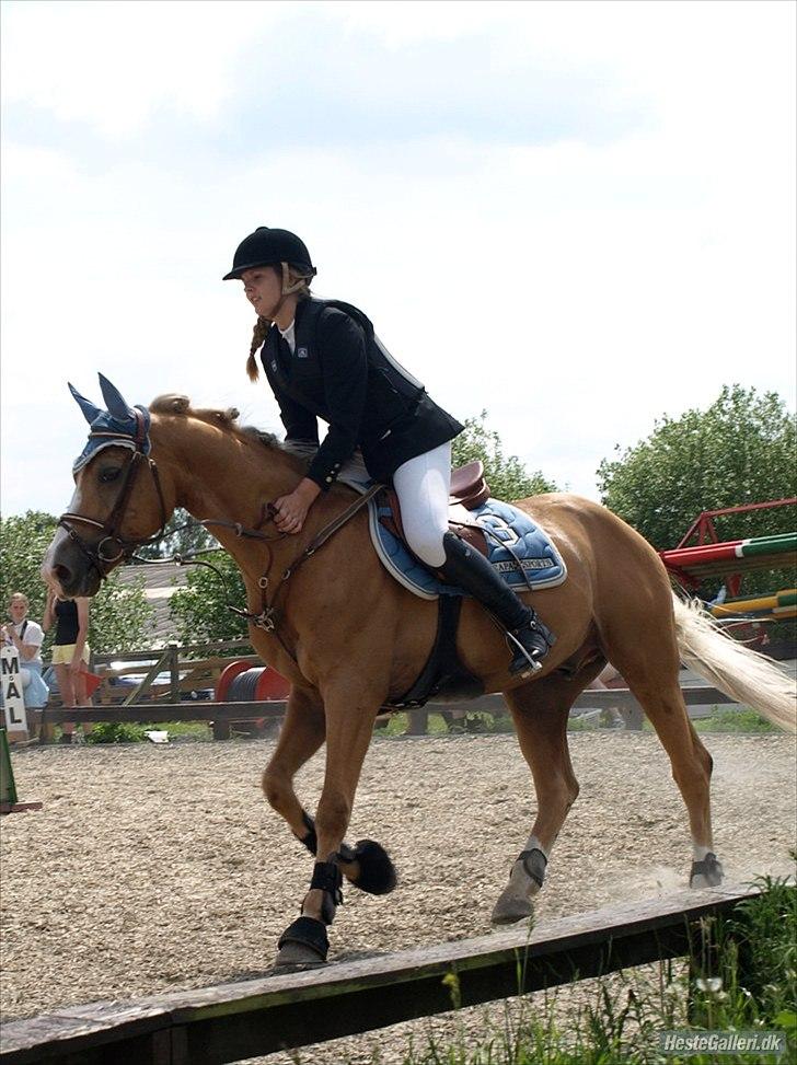 Palomino Golden Casanova (Himmelhest) - Smukke, smukke pony. Gule du er perfekt! billede 15