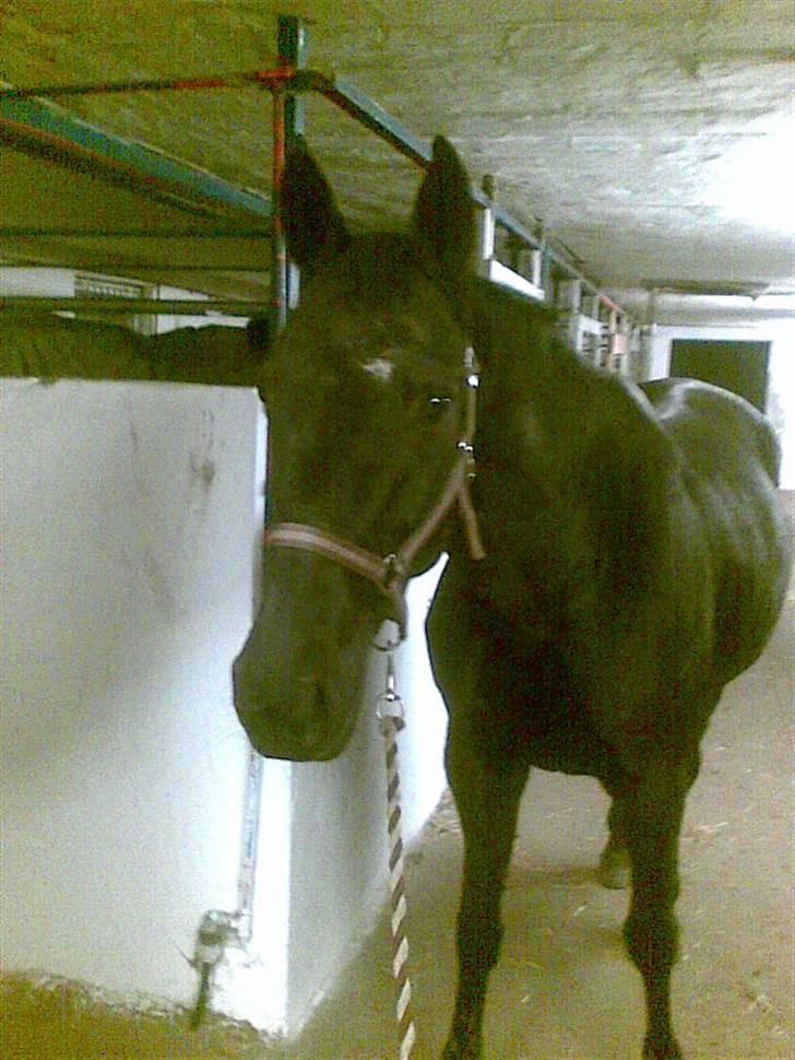 Traver Classic Lady R.I.P :-( - Dejligt at blive nusset om en hel dag billede 12