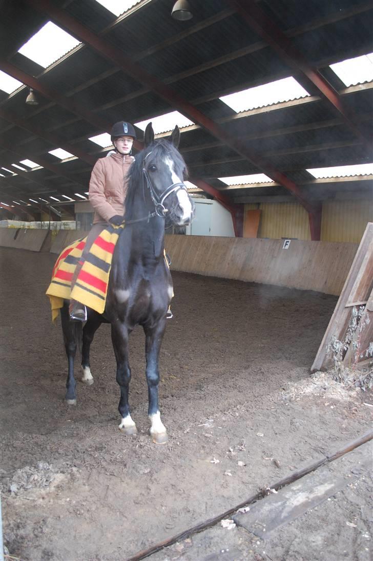 Anden særlig race Lykkes Sir Lancelot - Lance der prøver at få overblik over verden udenfor. billede 1
