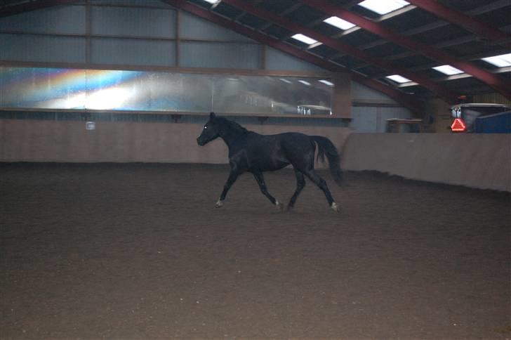 Anden særlig race Lykkes Sir Lancelot - Lance øver skråt igennem. billede 2