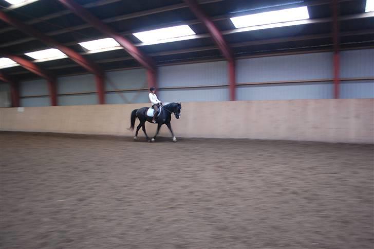 Anden særlig race Lykkes Sir Lancelot - et lille trav billed. billede 3