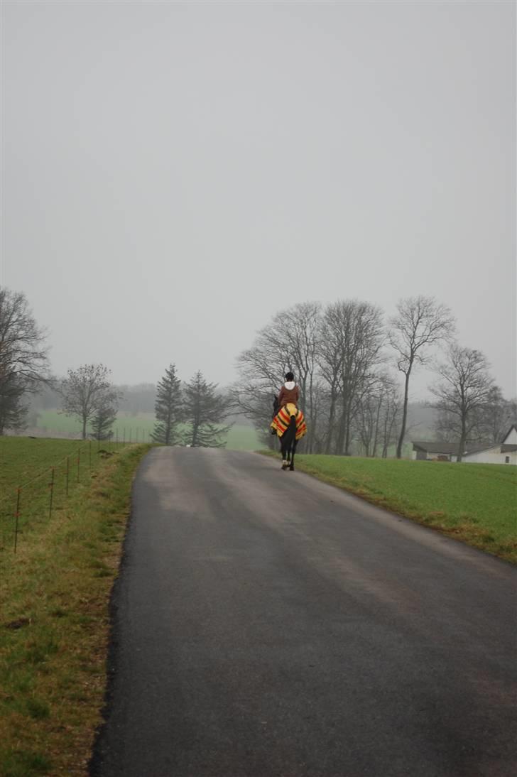 Anden særlig race Lykkes Sir Lancelot - et af mine ynglingsbilleder. billede 4