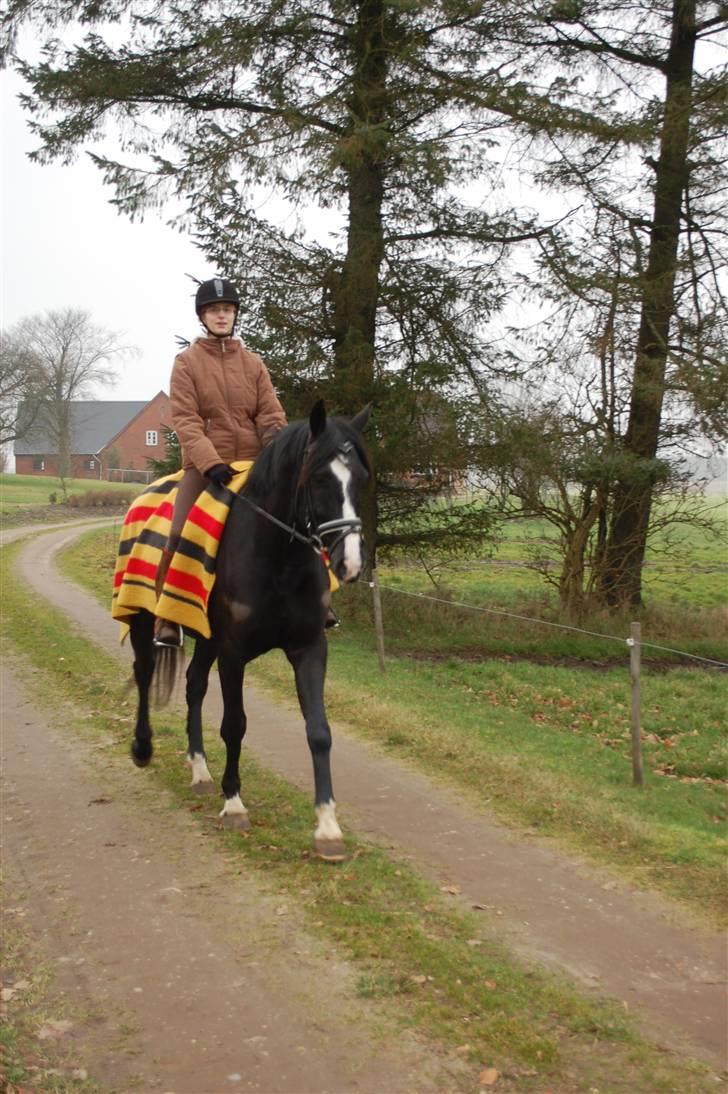 Anden særlig race Lykkes Sir Lancelot - Århh, hvor er han sød. hehe. billede 5