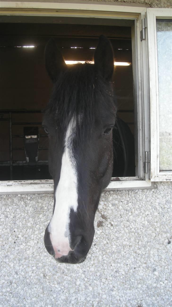 Anden særlig race Lykkes Sir Lancelot billede 6