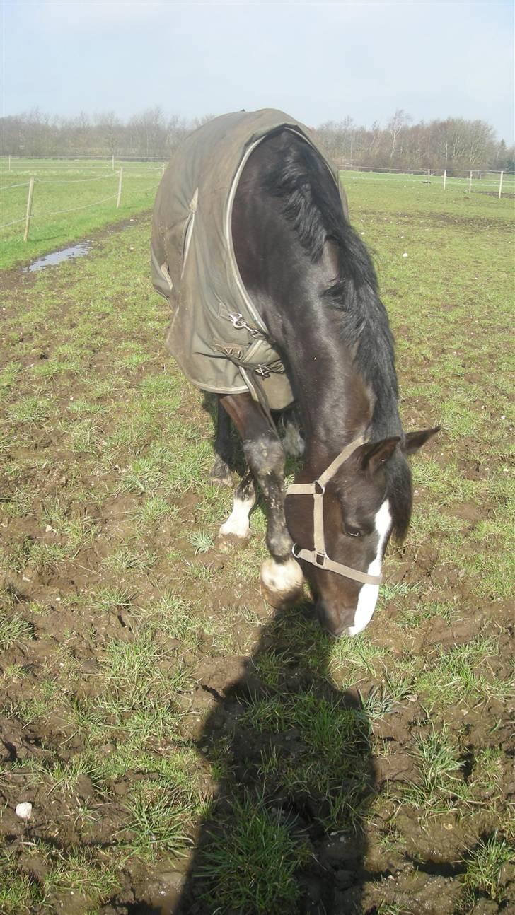 Anden særlig race Lykkes Sir Lancelot - igen sløret, men dygtig. billede 7