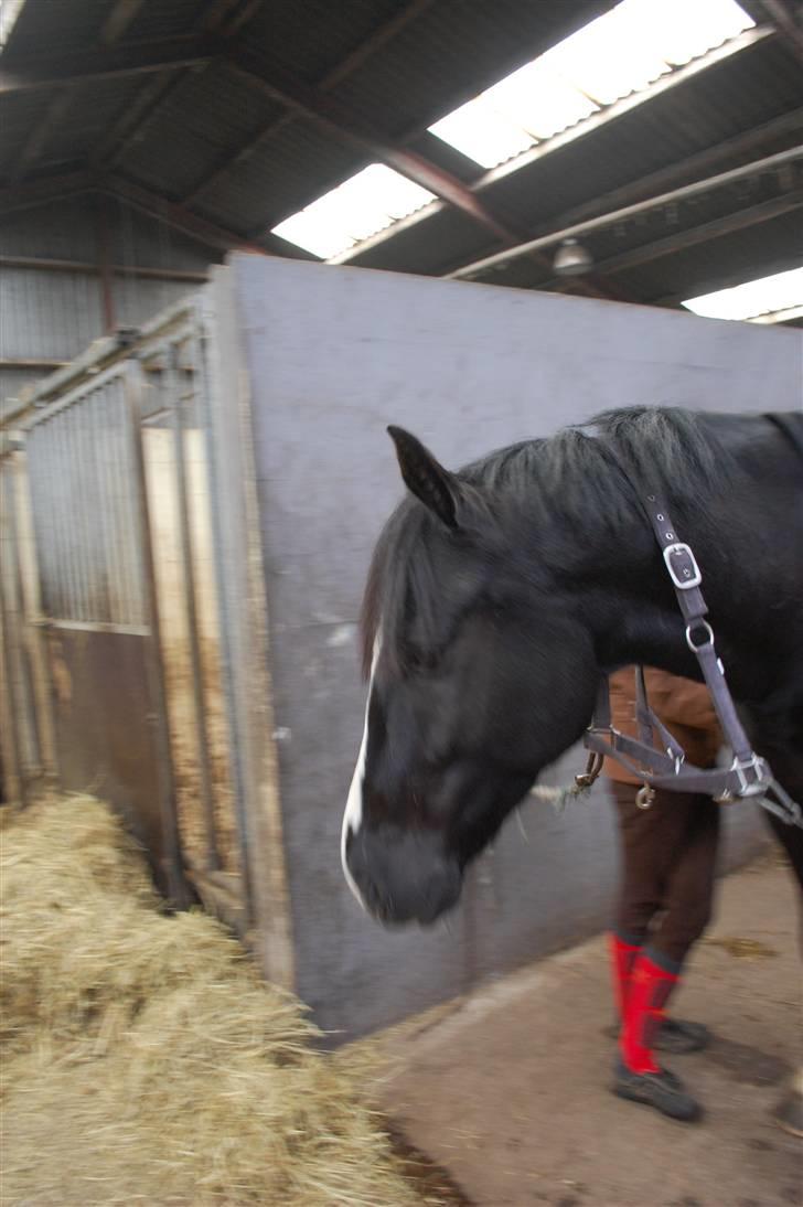 Anden særlig race Lykkes Sir Lancelot - Lance er ved at udtænke sin plan, der omhandler det wrap der ligger lige et mulehår forlangt væk. billede 8