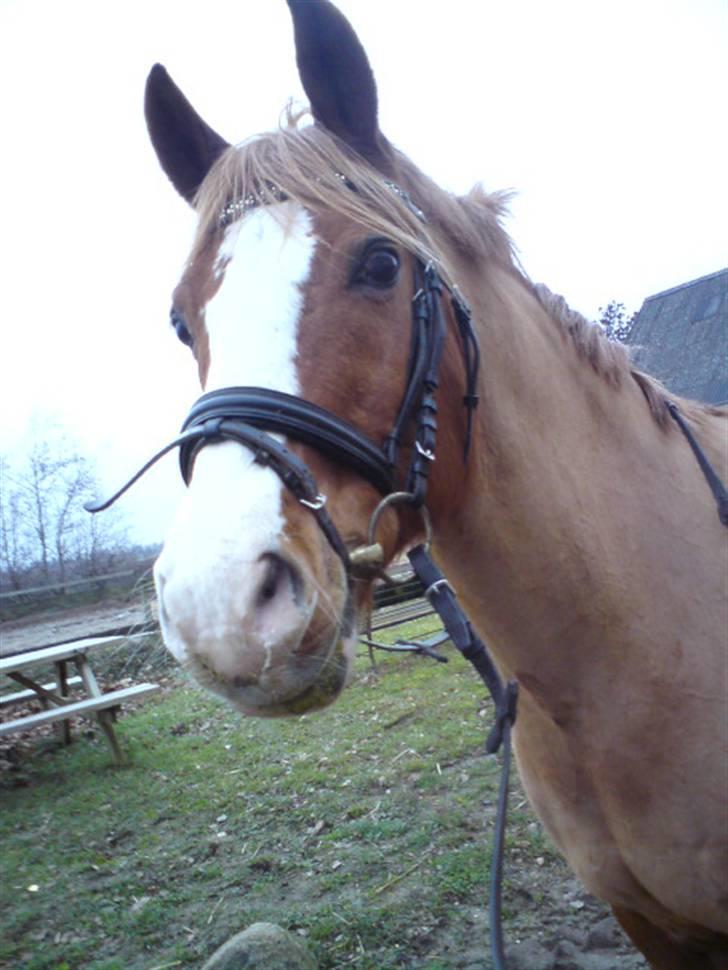 Anden særlig race Another Dancer tidr part  - Elsker min røde dreng <3 :´) billede 17