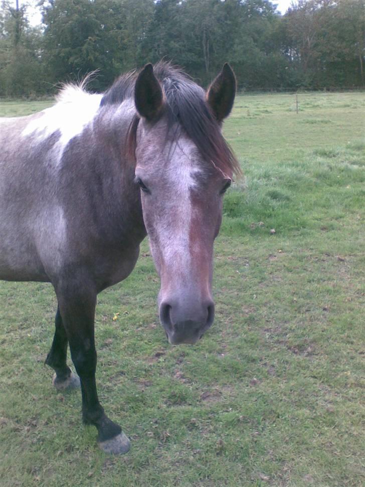 Anden særlig race Chili billede 4