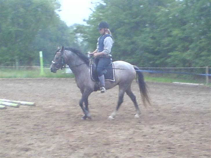 Anden særlig race Chili - Første gang jeg sad på hende billede 5