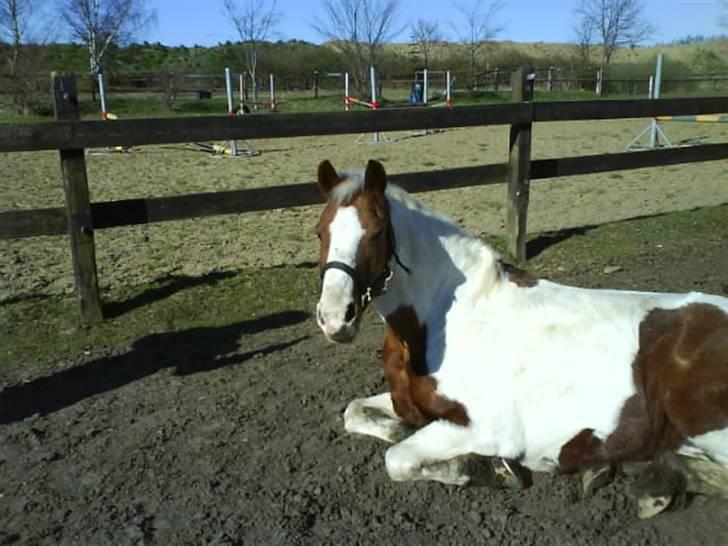 Pinto Kilmay Pretty Palett billede 1