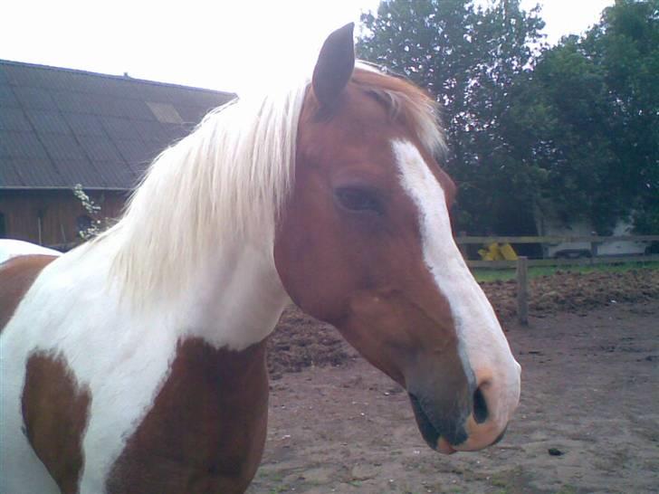 Pinto Kilmay Pretty Palett billede 2