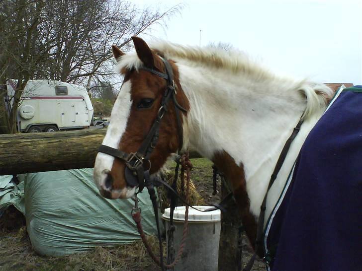 Pinto Kilmay Pretty Palett billede 3