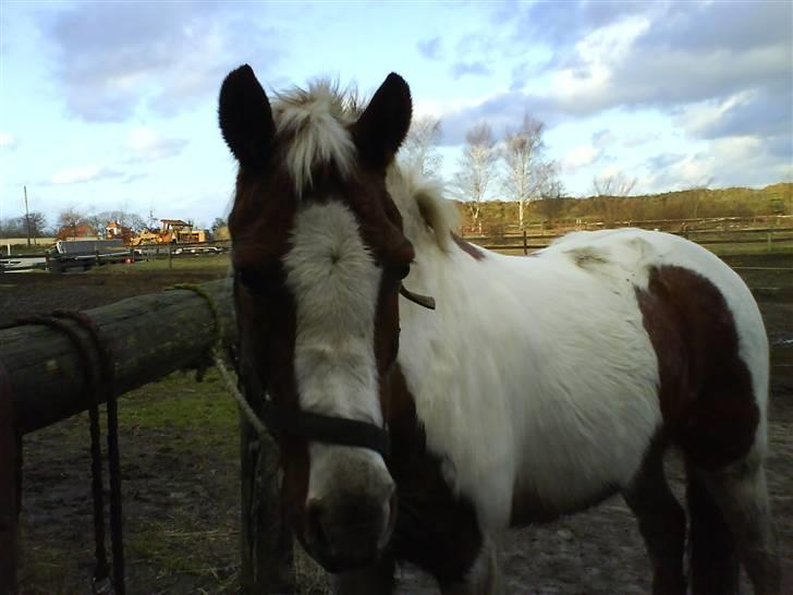 Pinto Kilmay Pretty Palett billede 4