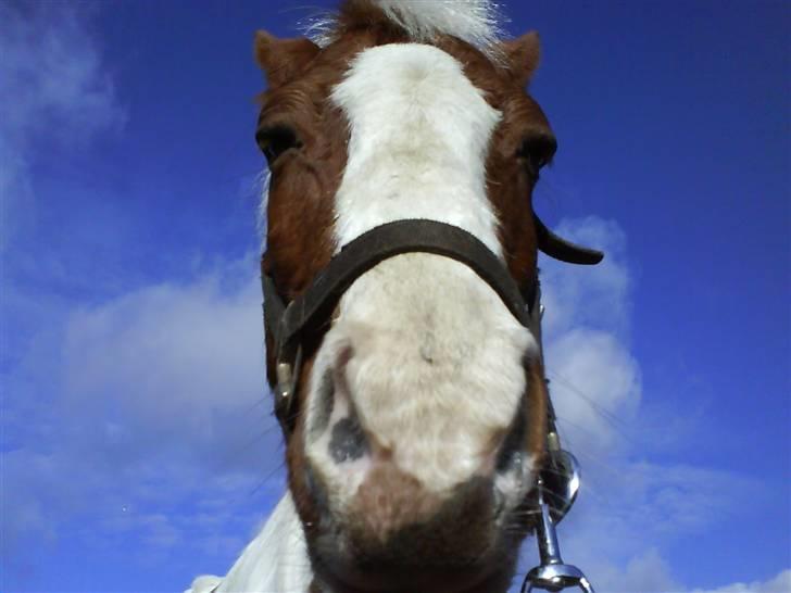 Pinto Kilmay Pretty Palett billede 6