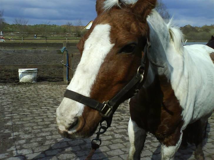 Pinto Kilmay Pretty Palett billede 8