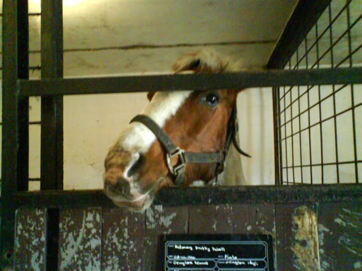 Pinto Kilmay Pretty Palett billede 9