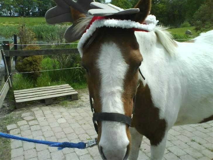 Pinto Kilmay Pretty Palett billede 10