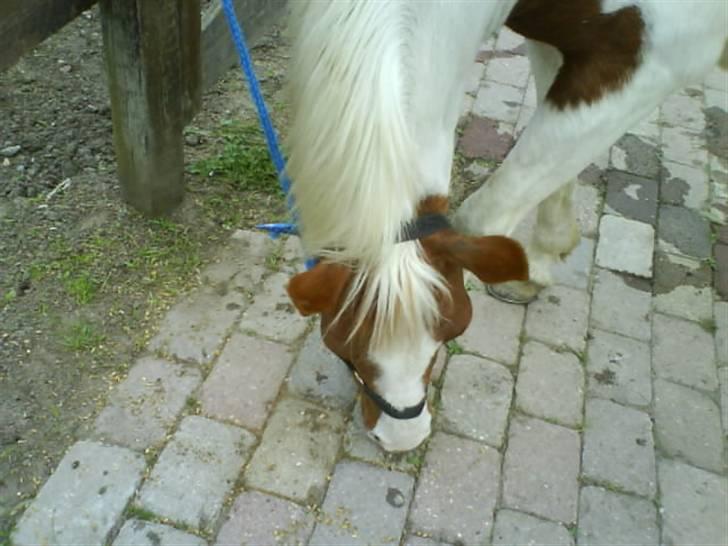 Pinto Kilmay Pretty Palett billede 11